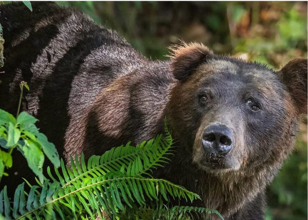 Grizzly bears, wildlife tours, located in the Great Bear Rainforest